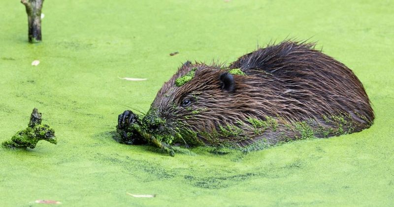 London welcomes first baby beaver in 400 years following successful reintroduction efforts
