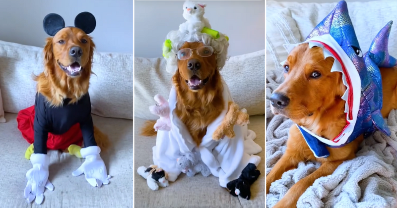 Golden retrievers set modeling goals in artistic DIY Halloween costumes designed by their pet mom