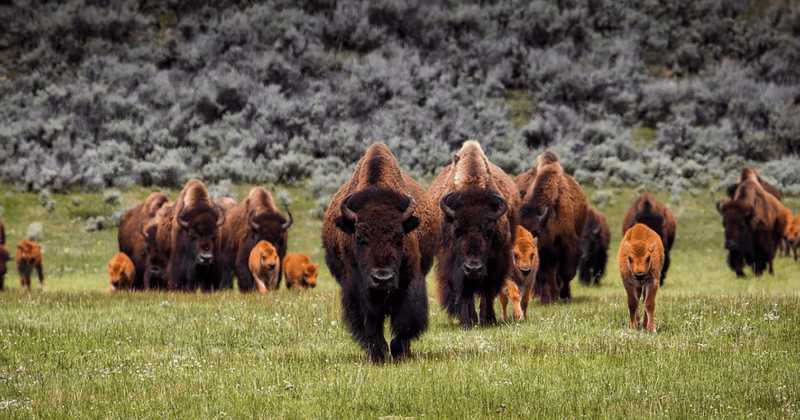 WWF celebrates its successful collaboration with native tribes resulting in bison population rise