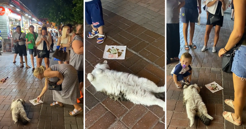 Attention-loving cat's leisurely nap on the sidewalk accidentally raises money for a good cause