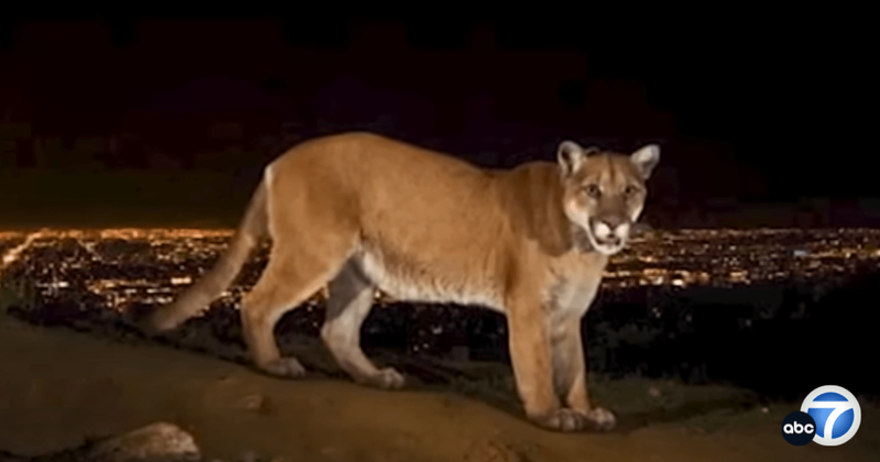 Beloved mountain lion of Los Angeles inspires creation of the world's largest wildlife overpass