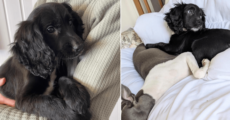 Abandoned spaniel puppy born with six legs stuns animal rescuers: 'Never seen this before'