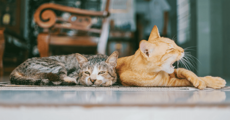 Scientists explain how purring sounds from cats are similar to roars of larger felines