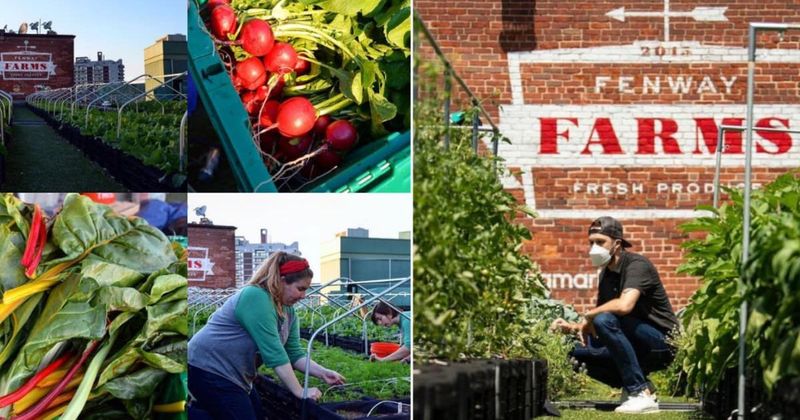 Baseball stadium has a farm that produces 6000 tonnes of fresh produce for surrounding community