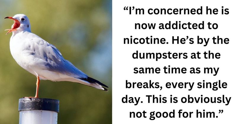 Man being hilariously 'bullied by a seagull' seeks advice from people to get rid of the bird