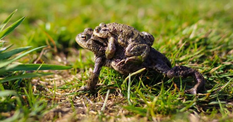 Study claims female frogs fake their own death to avoid unwanted male attention: 'Tonic immobility'