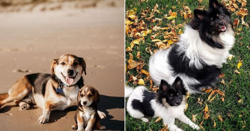 25 edits of dogs with their younger selves that are making pet owners nostalgic and emotional