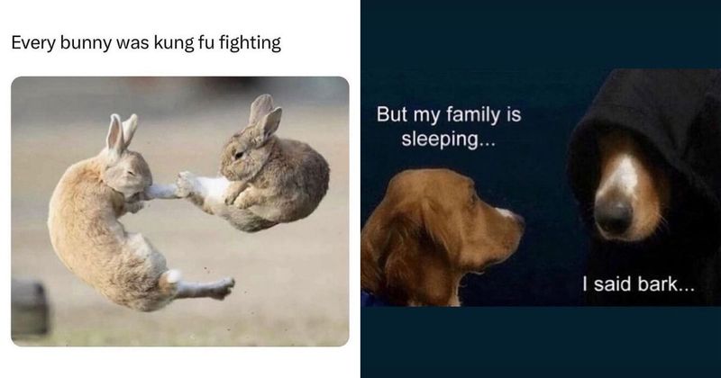 25 hilarious animal memes because they truly are some of nature's finest comedians