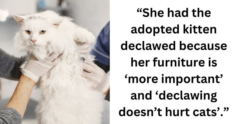 Woman saves kitten by calling animal shelther to prevent insensitive friend from adopting the feline