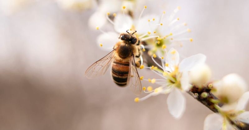 California governor signs bill banning poisonous pesticides that harm native bees