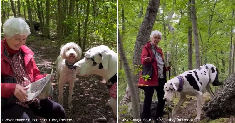 Great Dane forms wholesome bond with grandma he met while hiking. Now, they hike together every week