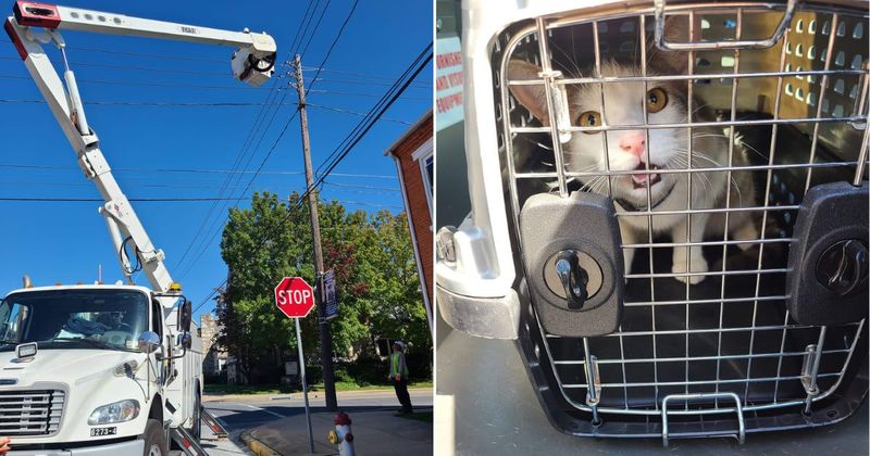 Pennsylvania community shuts off power to save a cat stuck on a telephone pole