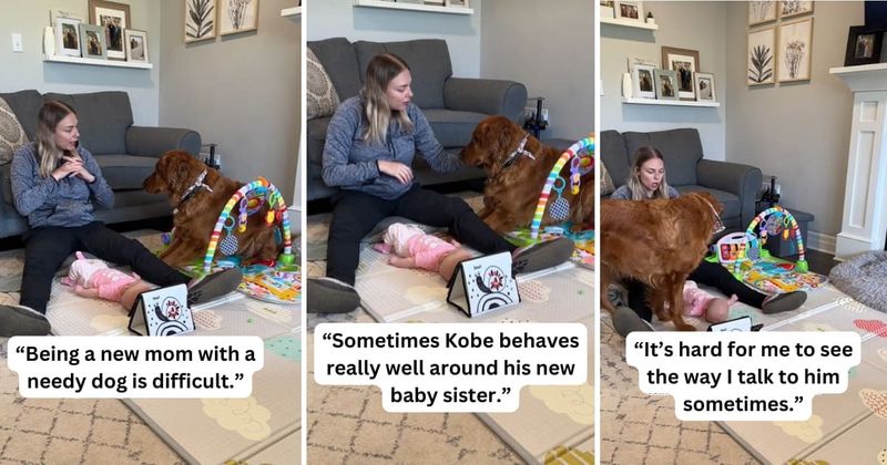 New mom sums up difficulties of sharing time between baby and 'needy dog' who just wants to be loved