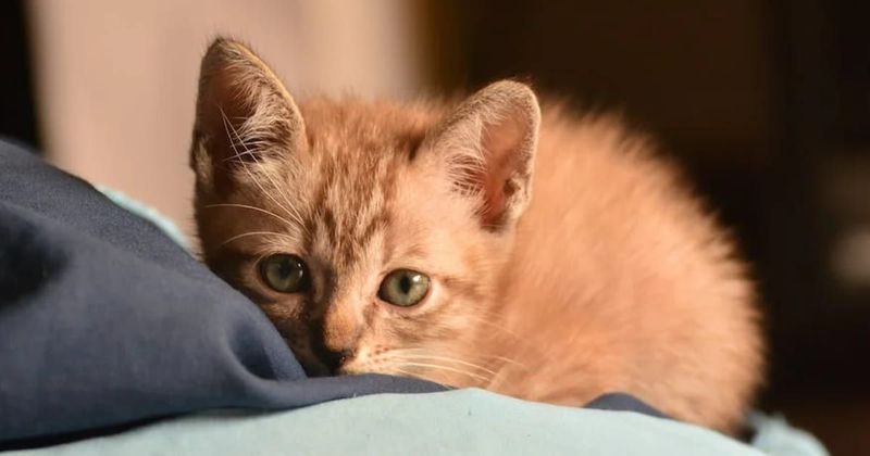 Cat steals 1568 gloves in 30 days for woman who fed her family every day for a wholesome reason