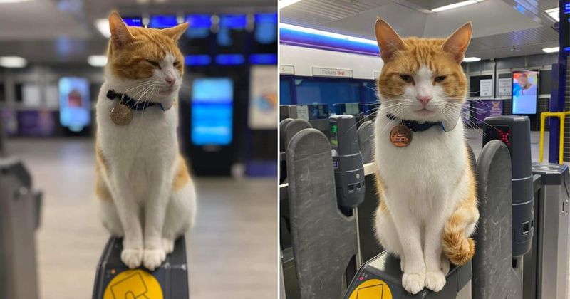 Nala the cat greets commuters at the ticket gate of this railway station with love and comfort