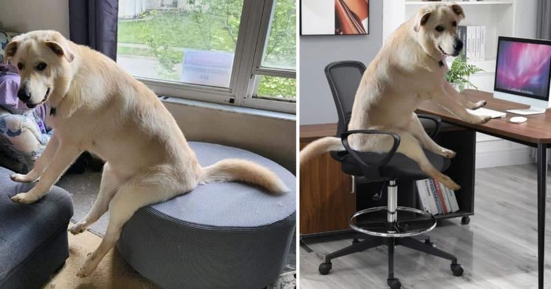 Dog posing as a human inspires 25 creative and hilarious edits from all over the internet