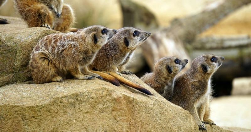 Widow of Holocaust survivor leaves $22 million to German Zoo in their home town: 'That was his wish'