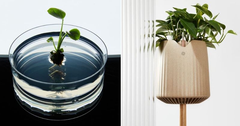 Small business develops plant that acts as 'air purifying powerhouse' for indoors