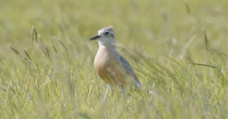 Endangered birds find a safe haven for nesting and egg-laying in Auckland Airport’s taxiway