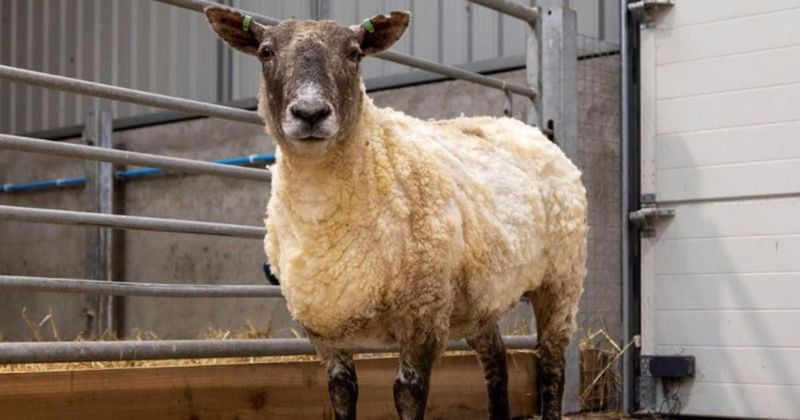 Farmers rescue Britain's 'loneliest sheep' who was stranded at the foot of a cliff for two years