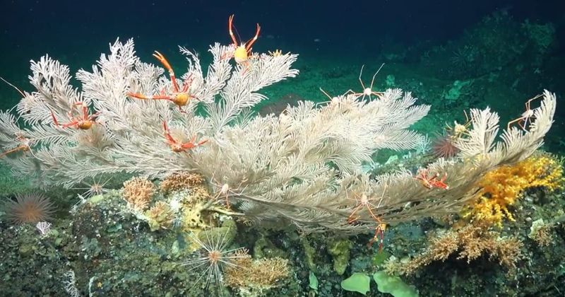 Scientists blown away by newly discovered thousand-year-old coral reefs and the secrets it could hold