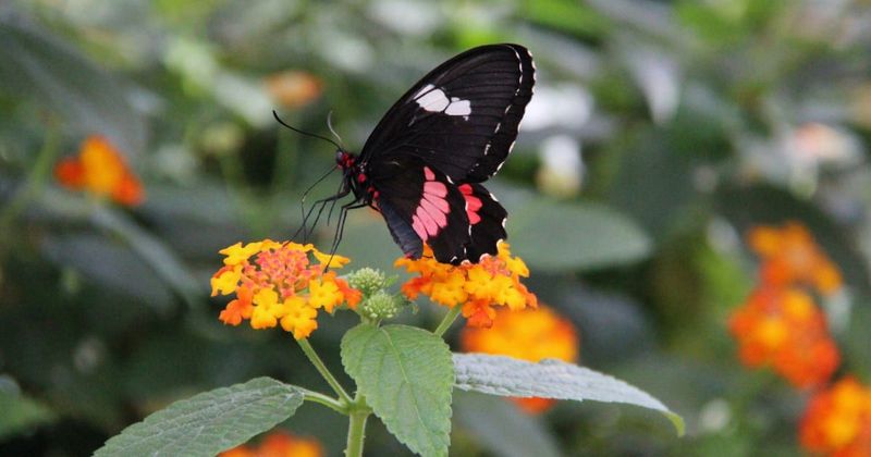 Man uses his own backyard to single-handedly save endangered butterfly species