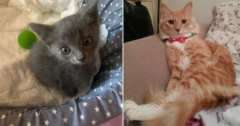 25 before and after photos of adorable kittens that are hitting us with a wave of nostalgia