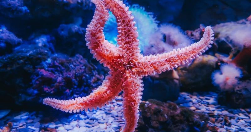Scientists finally solve the centuries-old mystery of the location of a starfish's head