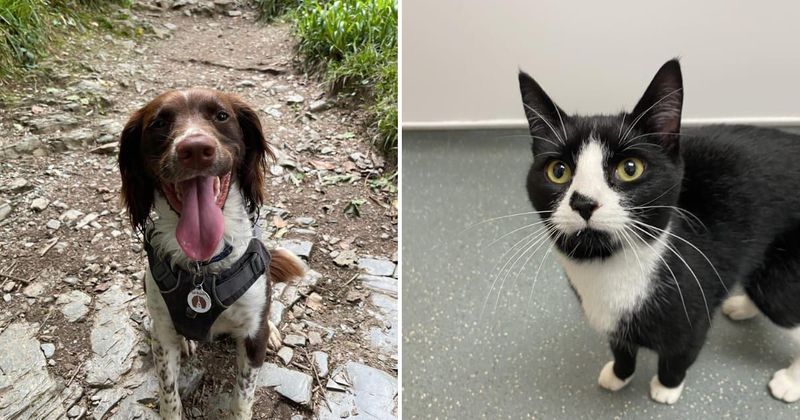 Dog saves a precious life after leading owners to a 100 feet deep mineshaft: 'She is a superstar'