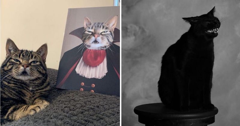 25 hilariously adorable pictures of cats that show they are the masters of facial expressions