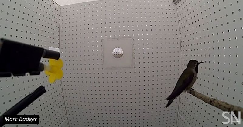 Hummingbirds navigate their way through small spaces in an unique way, new study suggests
