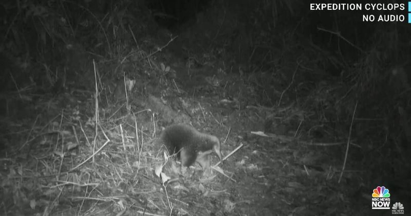 Ancient egg-laying mammal that was feared to be extinct spotted again after more than 60 years