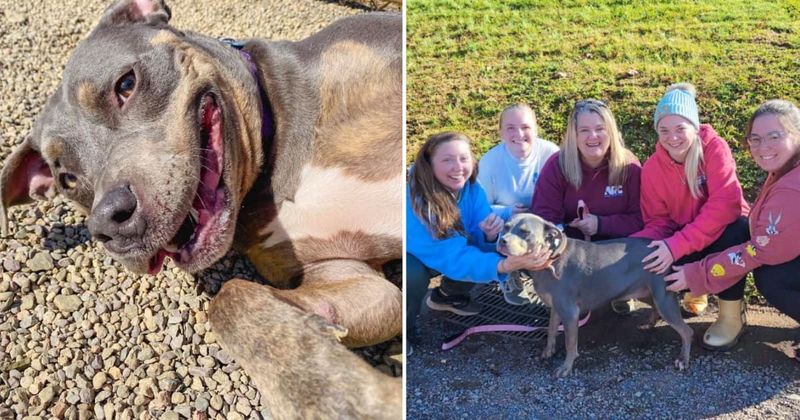 Woman decides to adopt an elderly dog and comes across a coincidence proving it was 'meant to be'