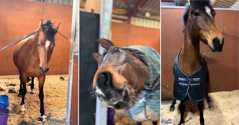 17-year-old horse is winning the hearts of people with his hilarious dance moves