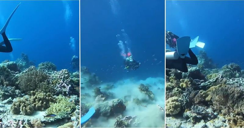 Diver captures underwater life during earthquake revealing beauty of nature amidst chaos