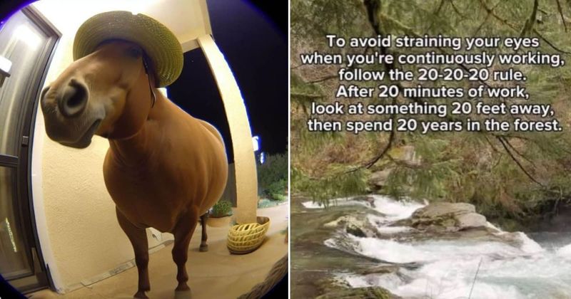 25 handpicked 'iconic posts' that are a testament to the internet's unique brand of humor