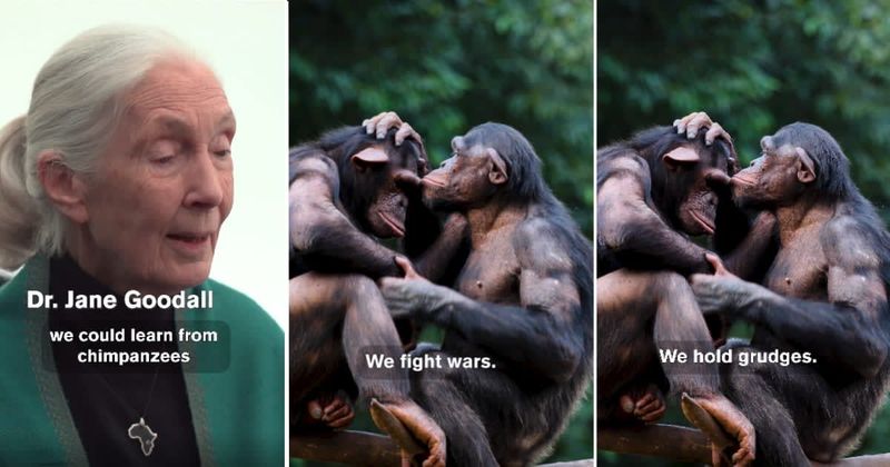 Jane Goodall explains what we can learn from chimpanzees and it's a message the world needs to hear
