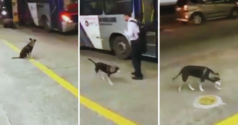 Adorable stray dog waits for a bus driver every day in the exact same place for a wholesome reason