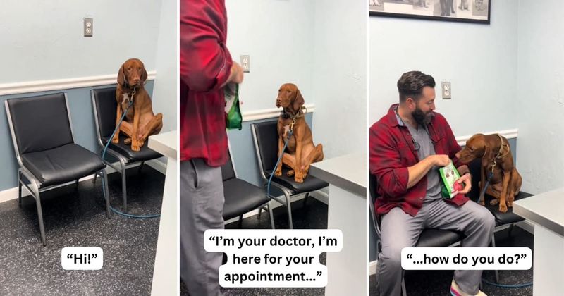 Vet's easy technique to make a dog 'feel more at home' before his appointment worked like a charm