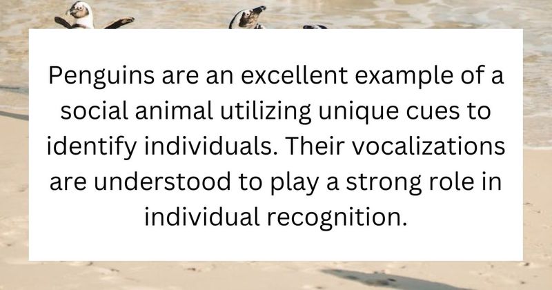 The tuxedo look on African penguins holds a special purpose and researchers are grateful for it