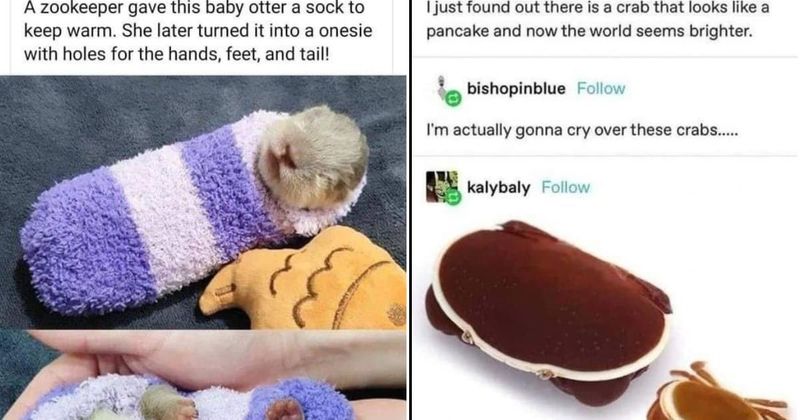 25 wholesome and relatable memes that can brighten up anyone's day within seconds