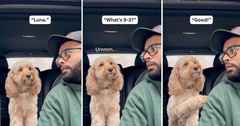 Clever little dog seemingly solves math questions with ease when quizzed by her human