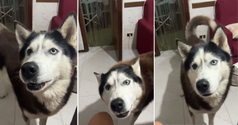Husky speaking in an Italian accent just like their owner has the internet in splits