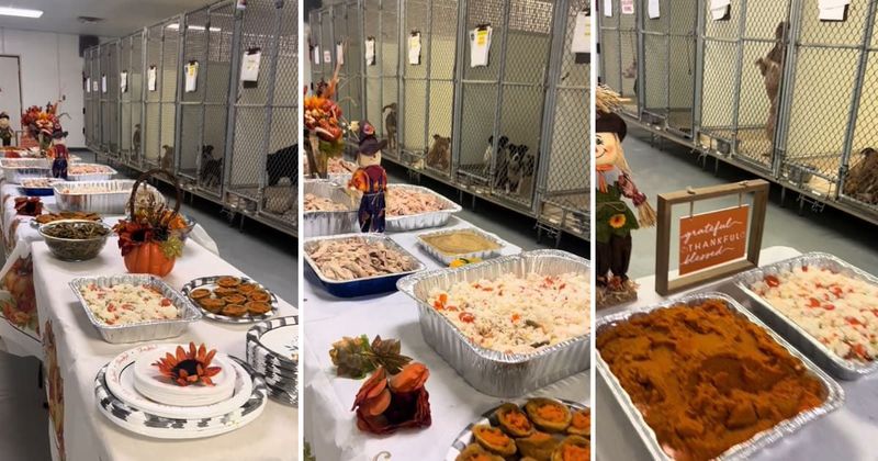 Animal shelter spends Thanksgiving by hosting a lavish dinner for all the abandoned pets