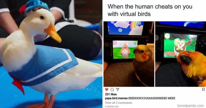 25 wonderfully chaotic yet cute avian memes that will make anyone's day within a minute
