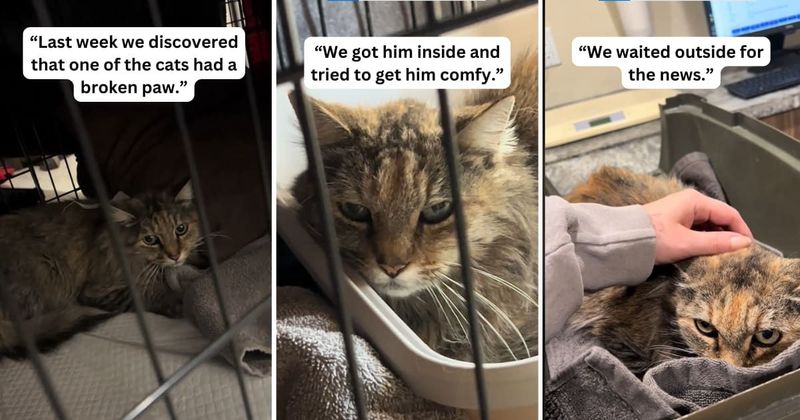 Artist left hilariously flabbergasted after going all out to help a cat with a 'broken' paw