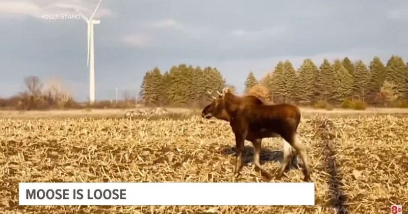 Rutt the famous moose has caught the attention of 40,000 people following his every move
