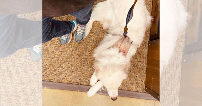 Woman suggests parents should leash three-year-old after she ran up to her dog, sparks debate