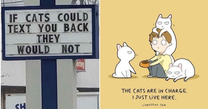 25 adorable cat memes that are making us want to adopt a feline friend as soon as possible