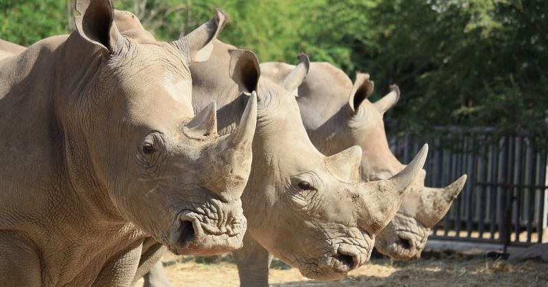 Massive fundraiser saves lives of 2000 white rhinos in an effort to conserve the species